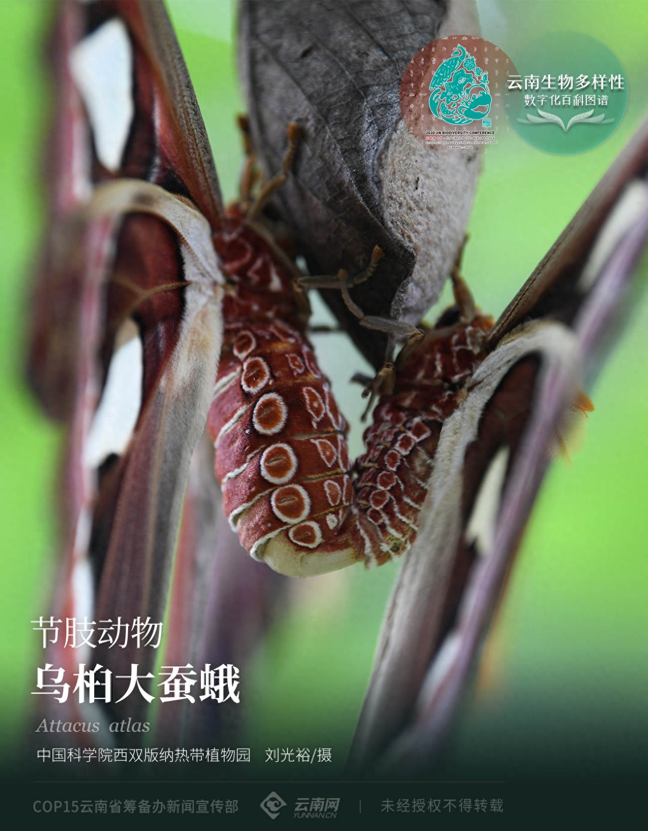 「云南生物多样性数字化百科图谱」节肢动物·乌桕大蚕蛾：“隐忍与凶悍”——雨林皇蛾的生存智慧(图2)