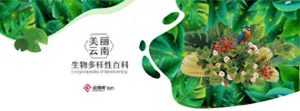 「云南生物多样性数字化百科图谱」节肢动物·乌桕大蚕蛾：“隐忍与凶悍”——雨林皇蛾的生存智慧(图4)