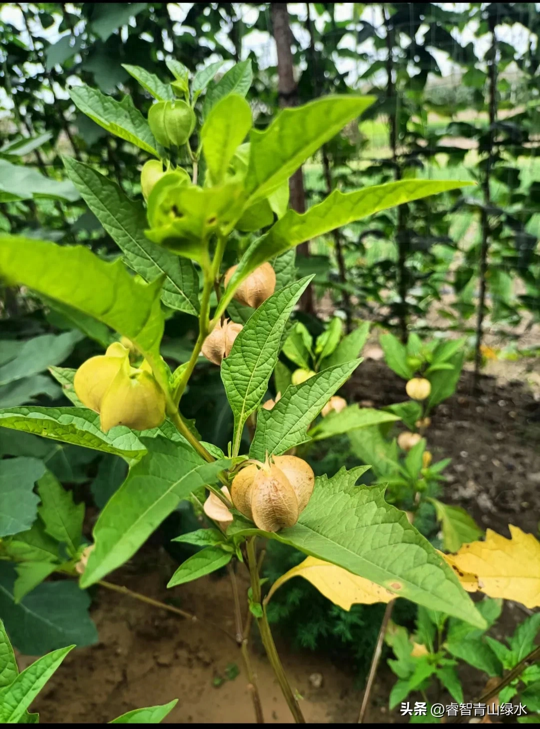 秋日踏秋，眼中有景，心中有爱，岁月静好，珍惜当下。(图10)