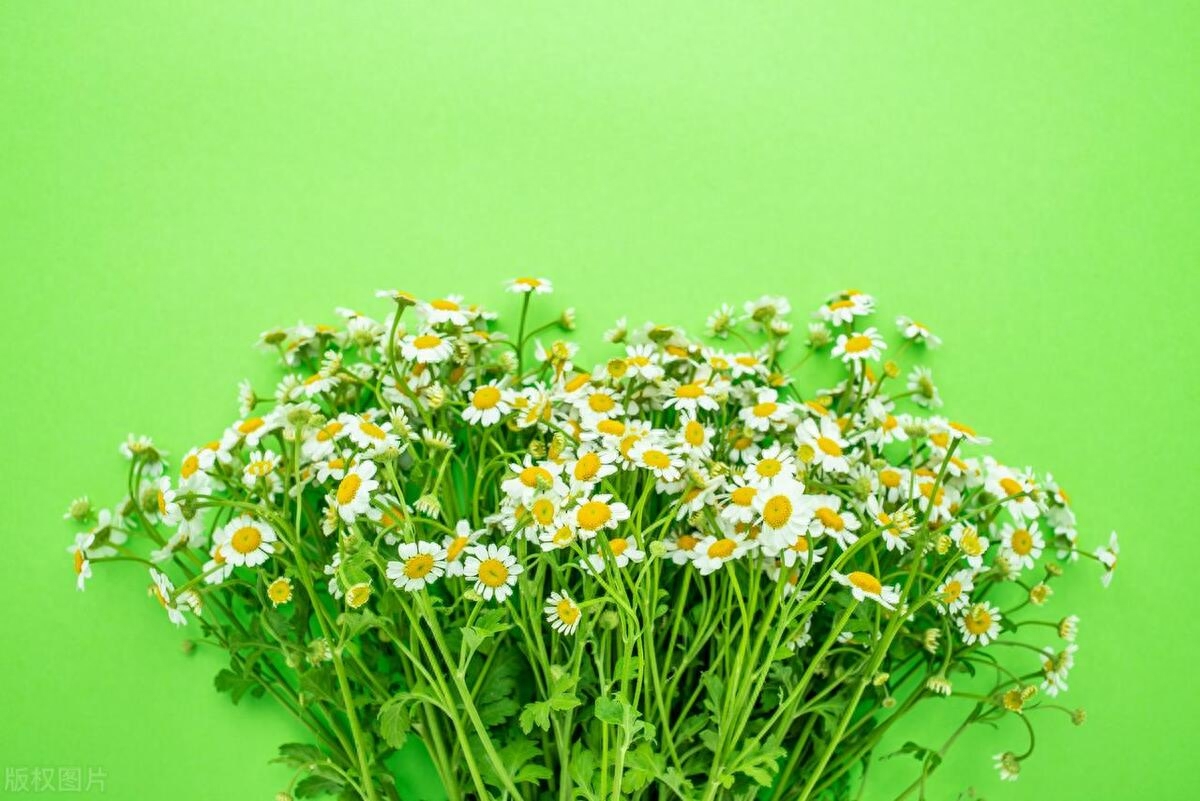 温柔善良的精选句子，愿你继续善良，变成更美好的人(图1)