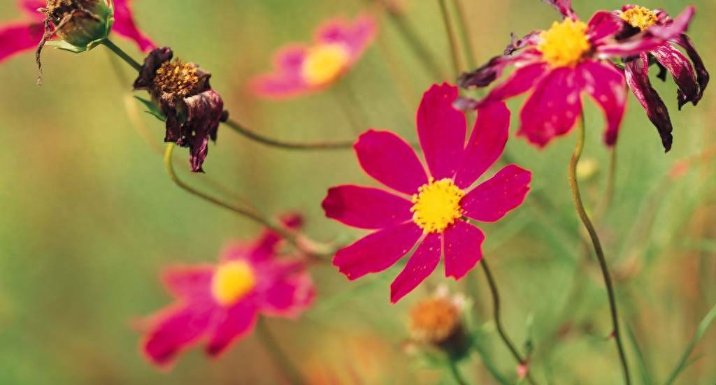 温柔善良的精选句子，愿你继续善良，变成更美好的人(图3)