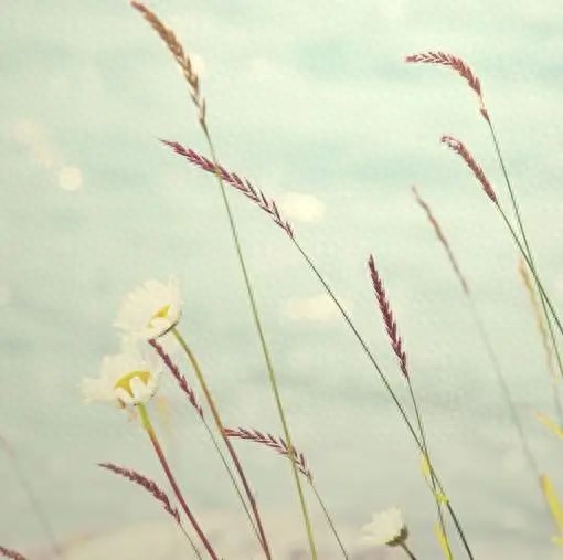 13句人间清醒的高级句子，治愈系文案，第9句发朋友圈特别美(图3)