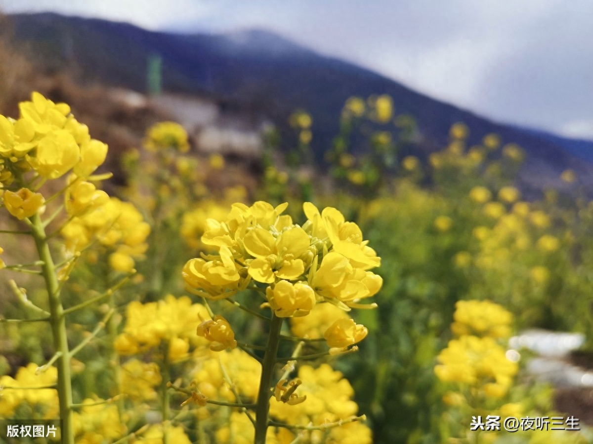 「夜听美文」人生，一路行走，一路懂得(图1)