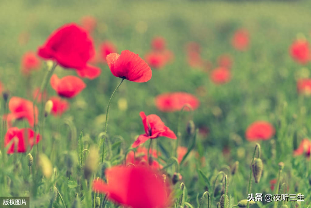 「夜听美文」人生，一路行走，一路懂得(图2)