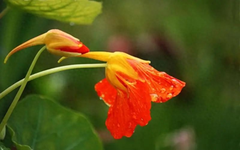 20句祝愿孩子健康快乐成长的句子(图3)