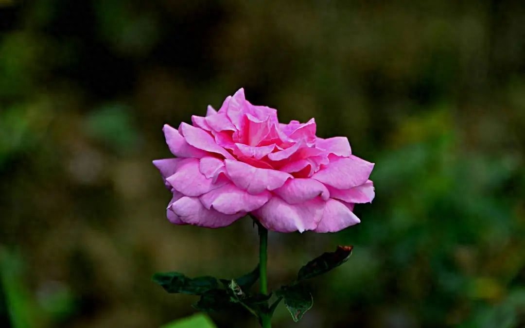 20句祝愿孩子健康快乐成长的句子(图5)