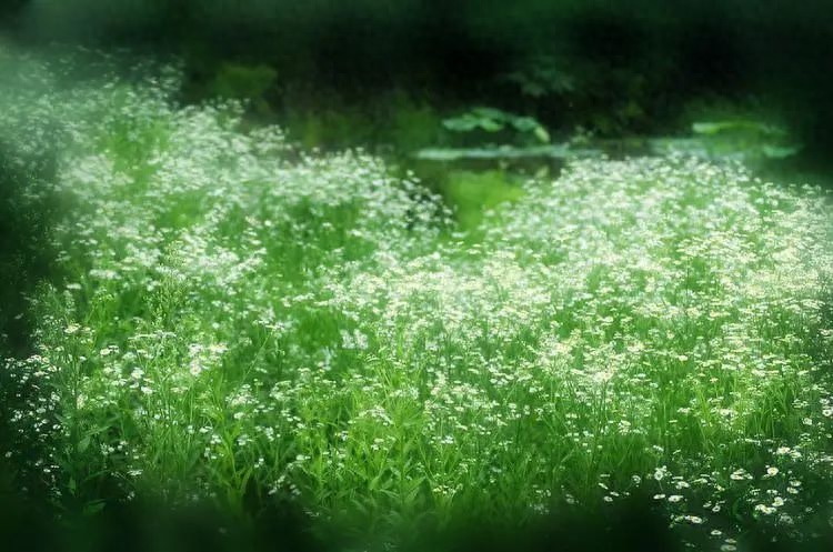 一杯茶一本书唯美句子，静享慢时光(图1)