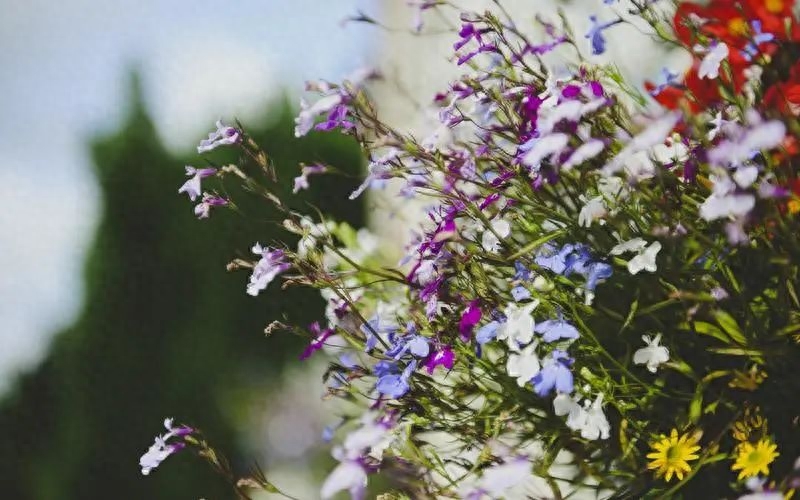 一杯茶一本书唯美句子，静享慢时光(图2)