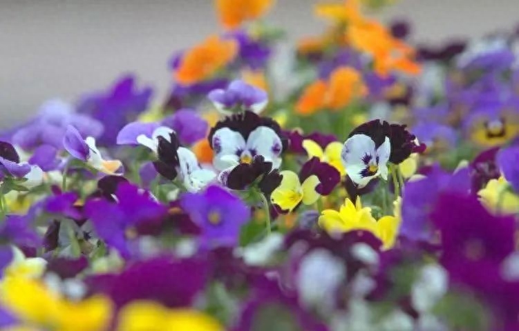 一杯茶一本书唯美句子，静享慢时光(图4)