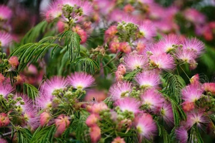 一杯茶一本书唯美句子，静享慢时光(图5)