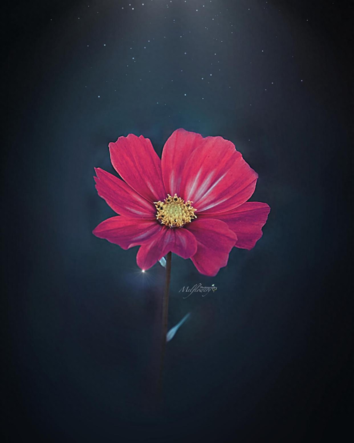 关于养花的唯美朋友圈文案，有感而发，说到心坎！(图1)