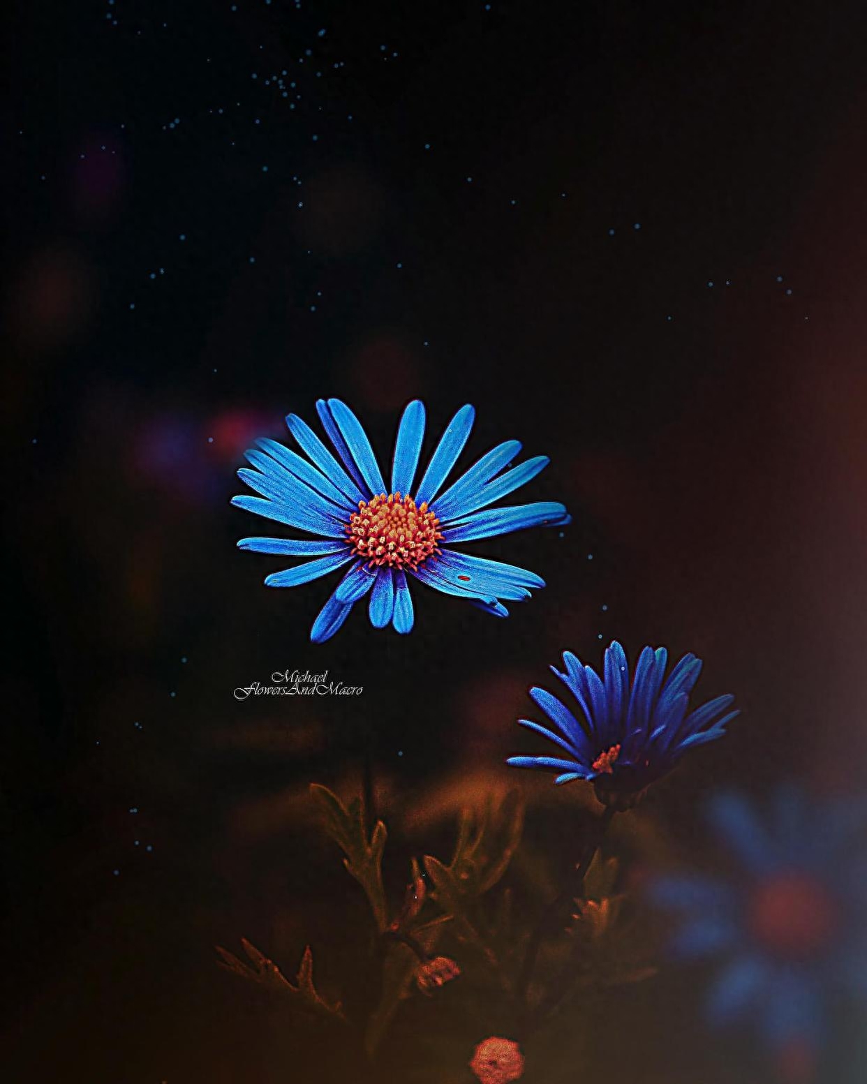 关于养花的唯美朋友圈文案，有感而发，说到心坎！(图3)