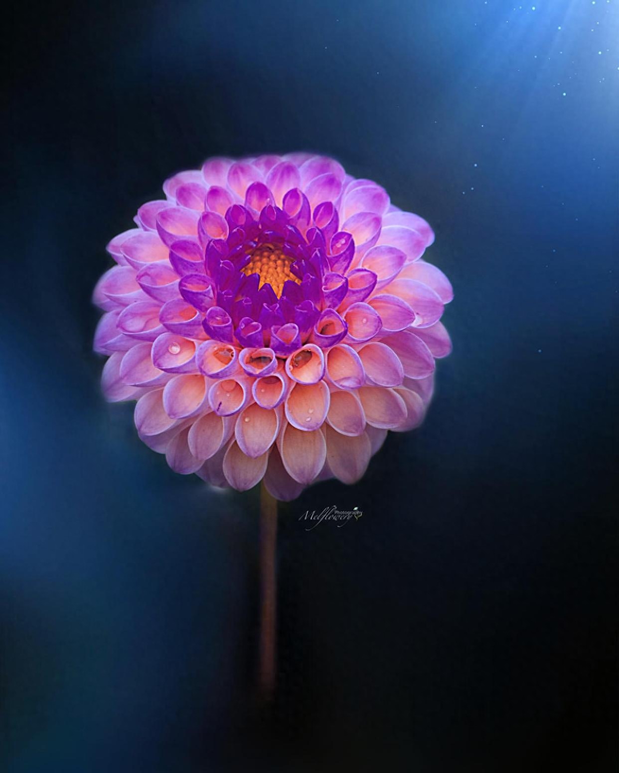 关于养花的唯美朋友圈文案，有感而发，说到心坎！(图5)