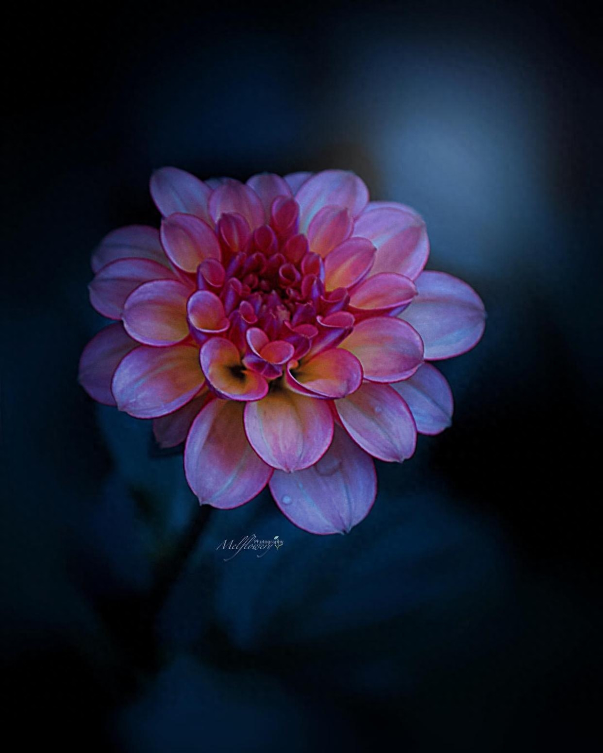 关于养花的唯美朋友圈文案，有感而发，说到心坎！(图6)