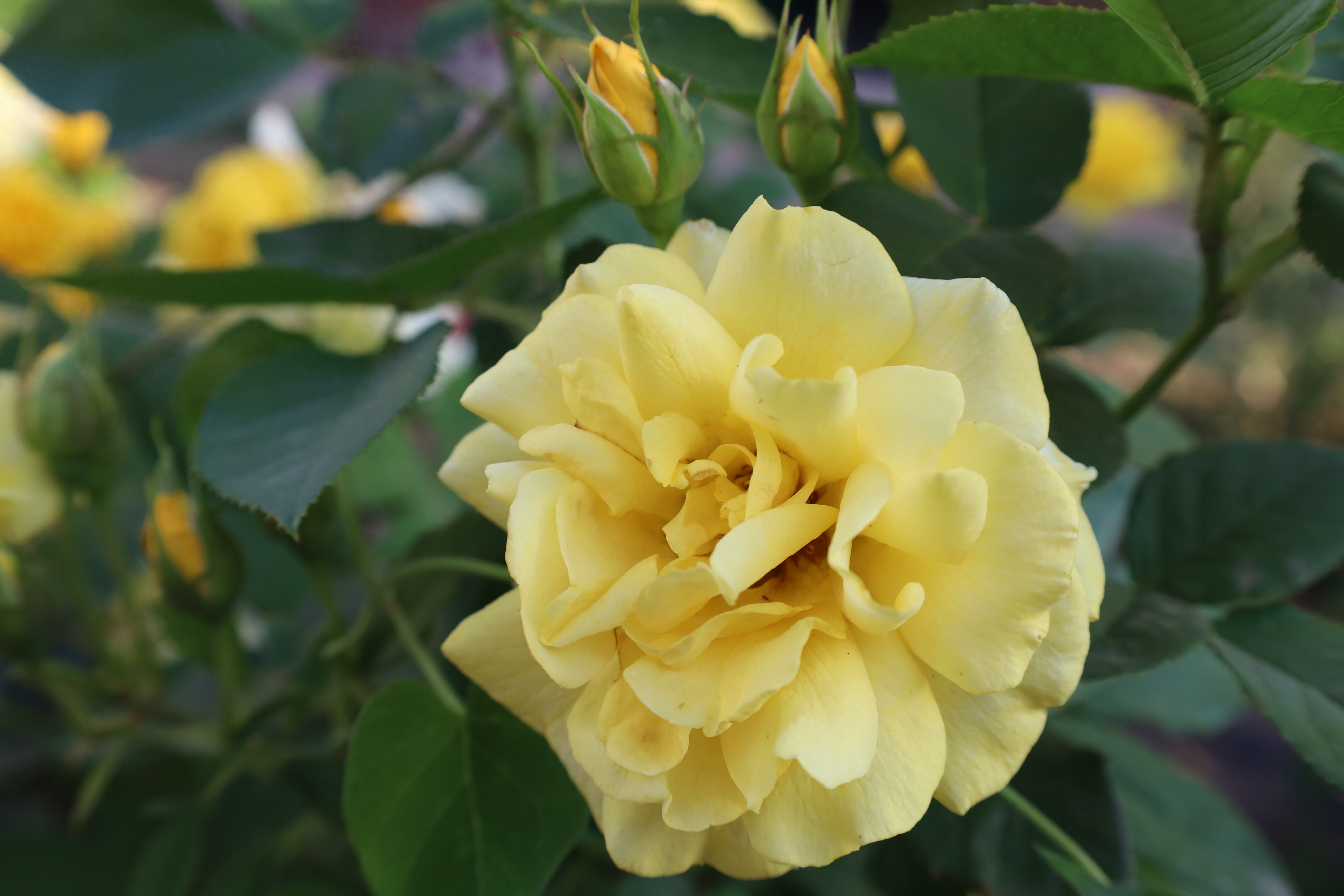 做时光旅途的种花人(图1)