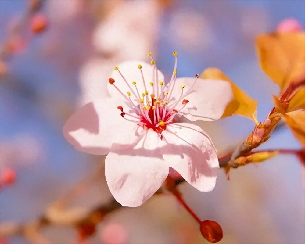 时光倒流的唯美句子：时光倒流，寻觅唯美的回忆(图1)