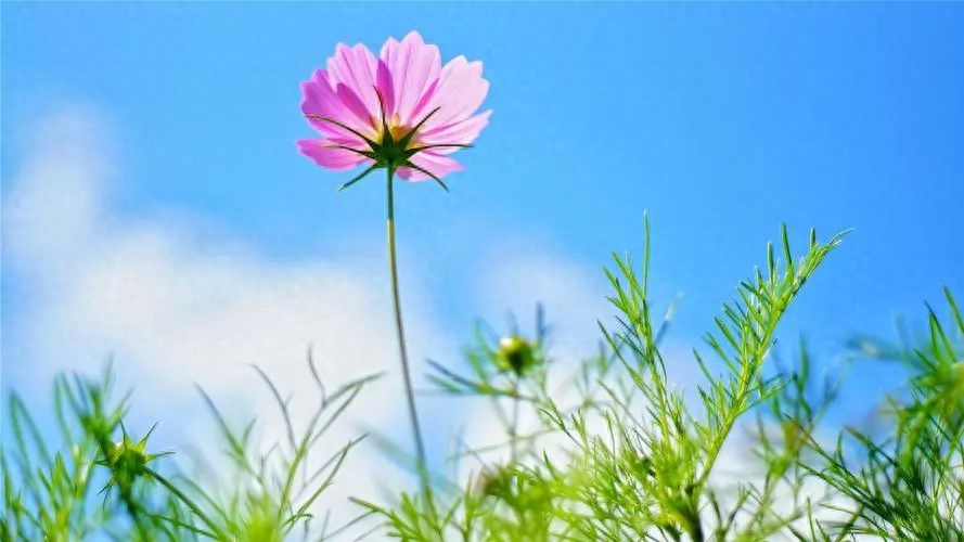 时光倒流的唯美句子：时光倒流，寻觅唯美的回忆(图4)