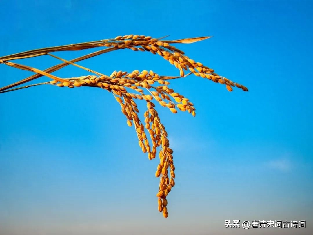 丰收在望，欢喜满怀(图1)