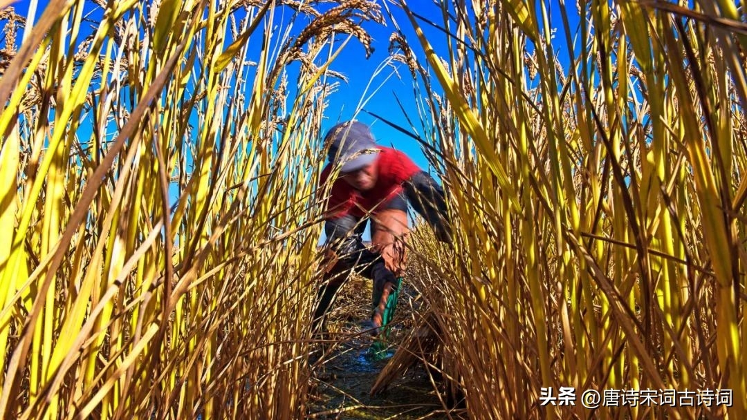 丰收在望，欢喜满怀(图2)