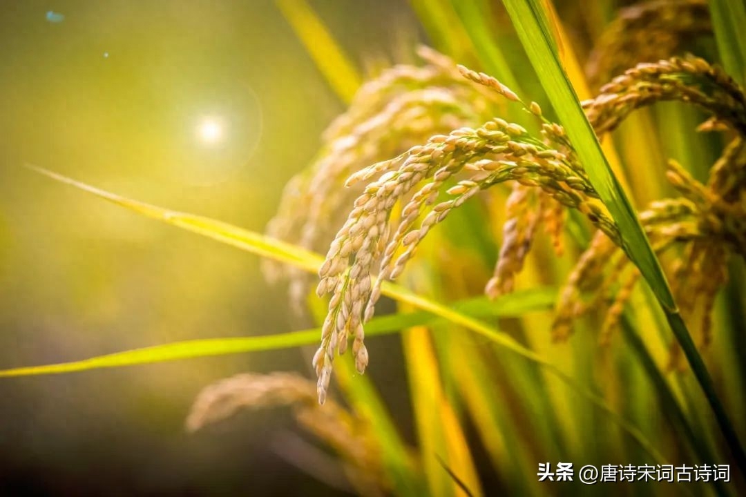 丰收在望，欢喜满怀(图3)