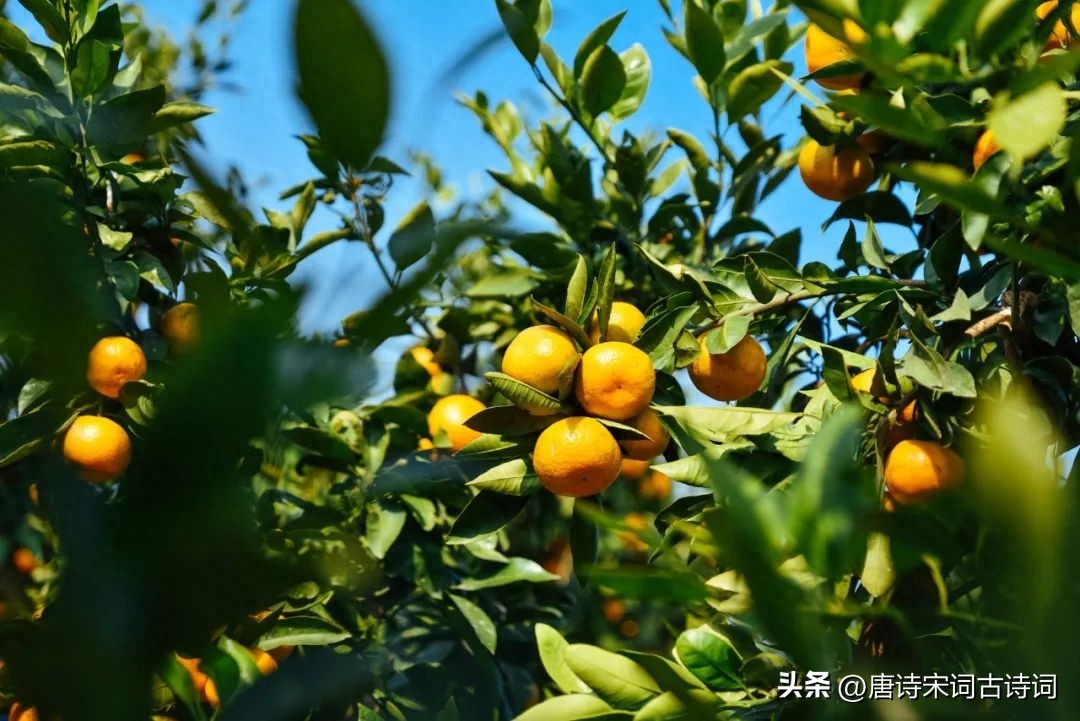 丰收在望，欢喜满怀(图4)