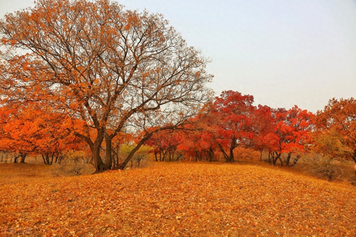 张建中三八赞巾帼诗词六首(图5)