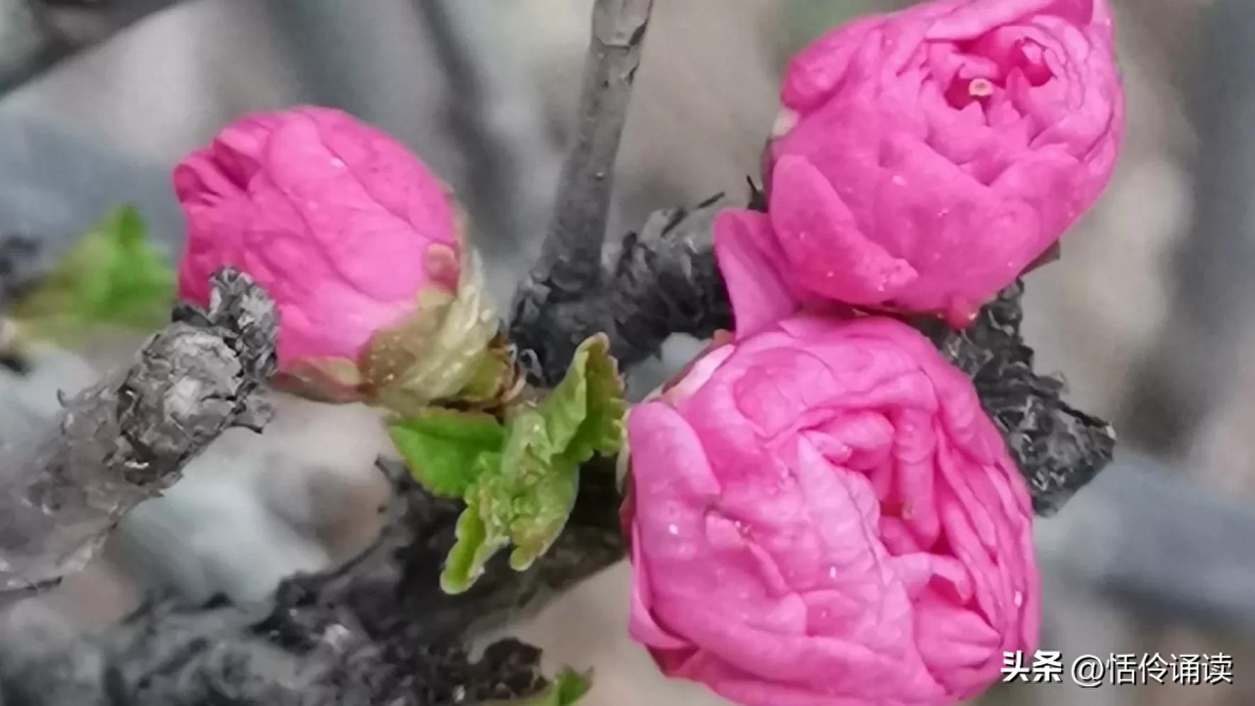 温情二月，与冬告别，春风吹散雪的清凉，满怀期许，与春同行(图4)