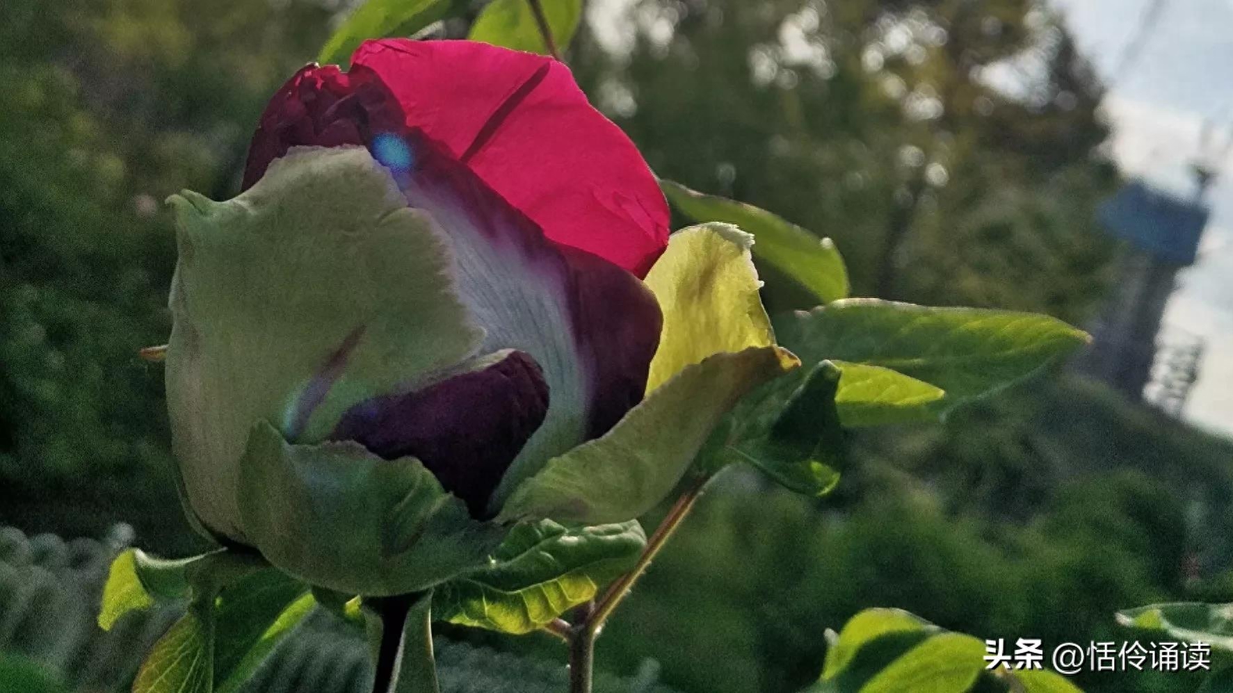 温情二月，与冬告别，春风吹散雪的清凉，满怀期许，与春同行(图7)