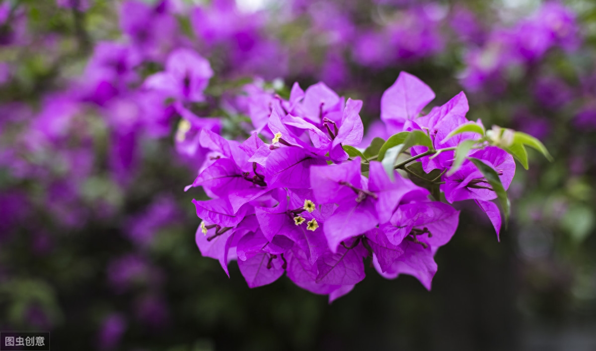 往事如烟，人生如梦，红尘似海深又浅(图1)