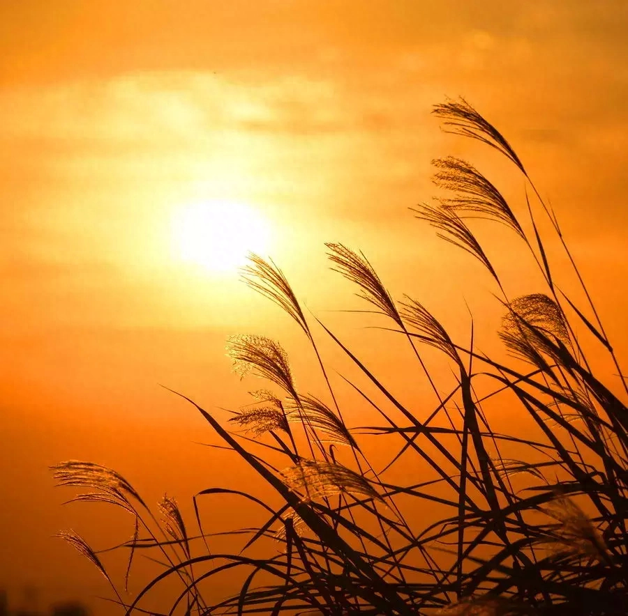 《诗经》最美30句，美到骨子里(图8)