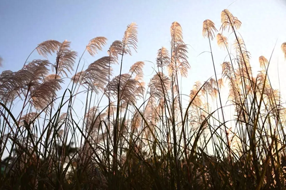《诗经》最美30句，美到骨子里(图10)