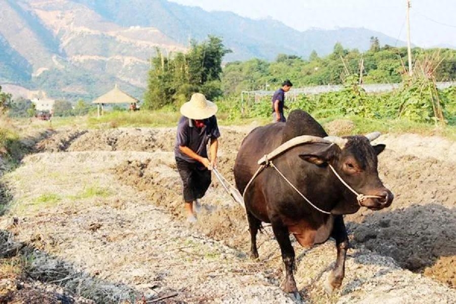 俗语“只有累死的牛，没有耕坏的田”啥意思？有道理吗？(图2)