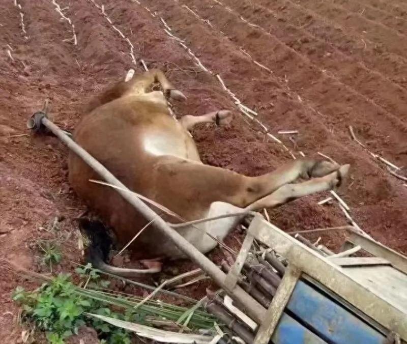 俗语“只有累死的牛，没有耕坏的田”啥意思？有道理吗？(图5)