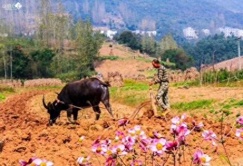 俗语“只有累死的牛，没有耕坏的田”啥意思？有道理吗？(图6)