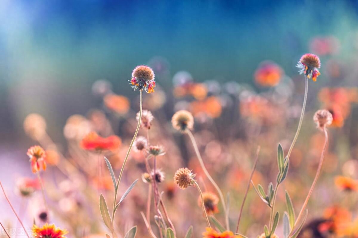 清晨美好阳光的早安正能量语录，简短励志，治愈人心(图2)