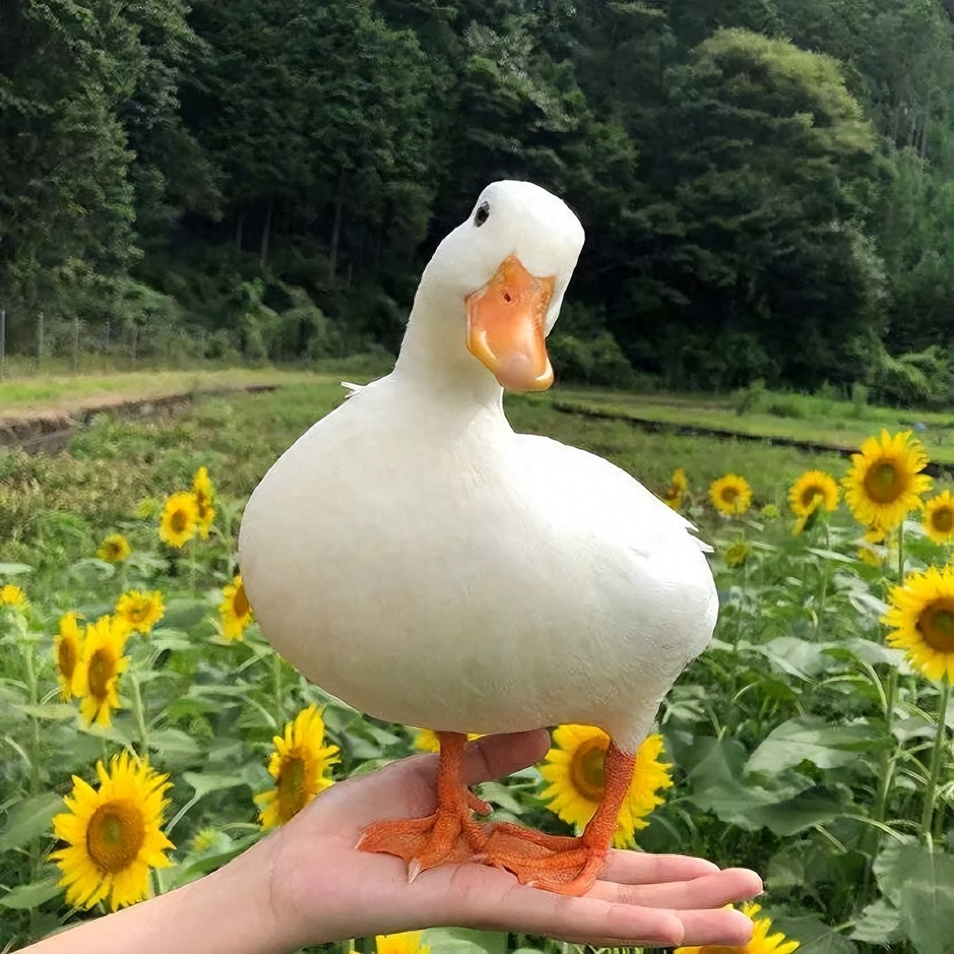 「2023.10.20」早安心语，正能量经典语录句子 触碰心灵的话语图片(图49)