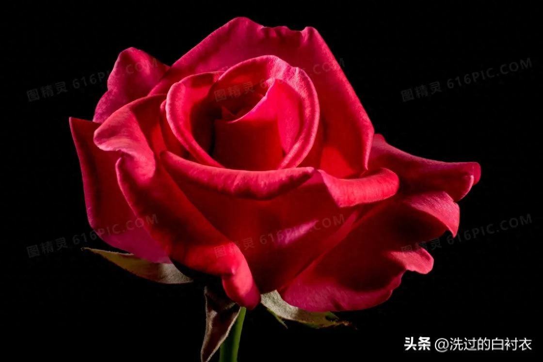 老婆，生日快乐！(图1)