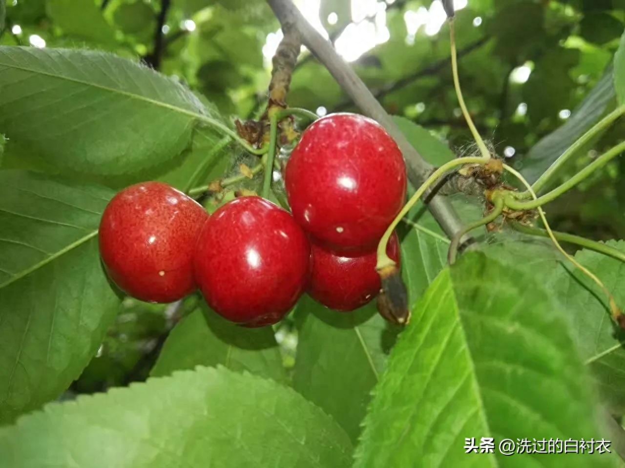 老婆，生日快乐！(图2)