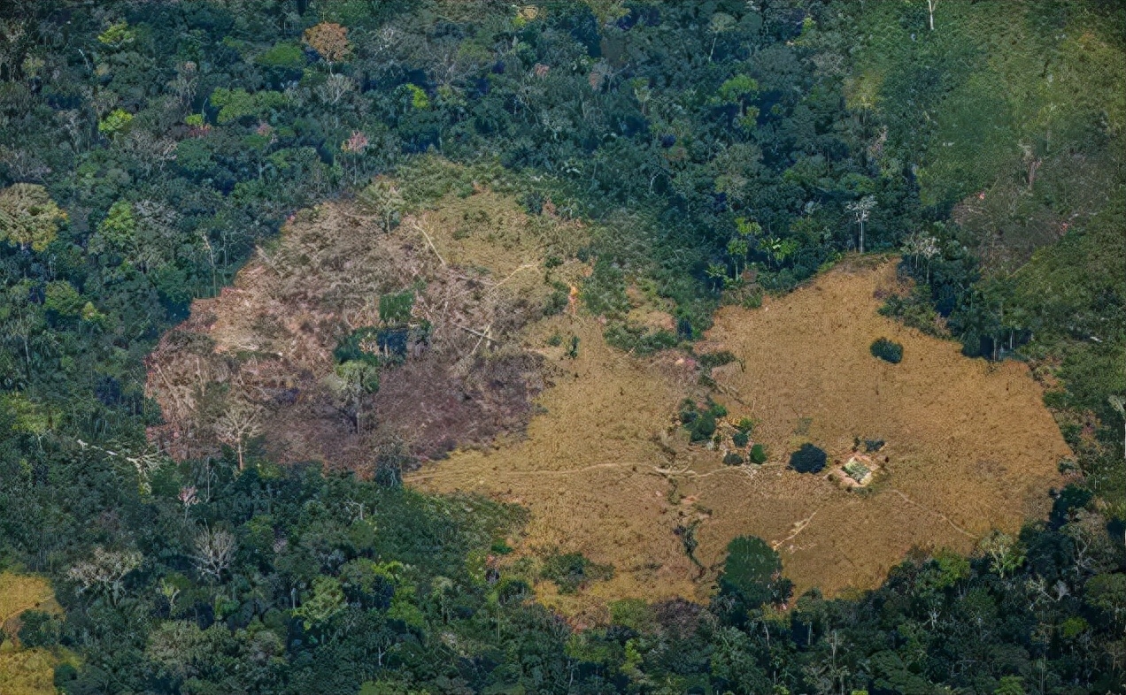 世界森林日 | 每一片新绿都值得被赞颂(图2)