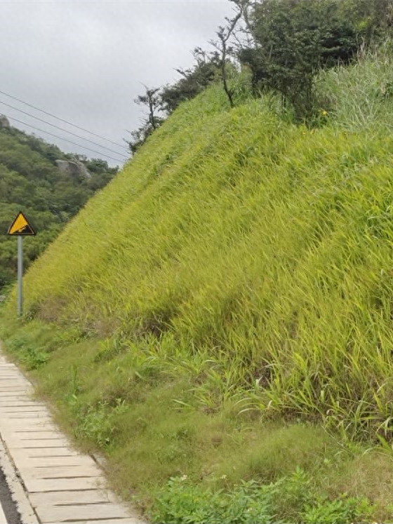 世界森林日 | 每一片新绿都值得被赞颂(图6)