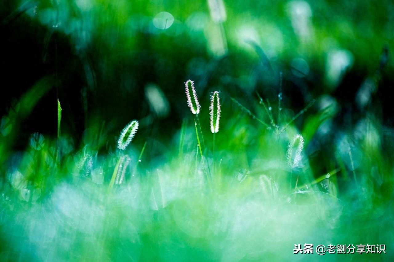 描写下雨天的好词好句好段，快来积累吧！｜写作素材库(图2)