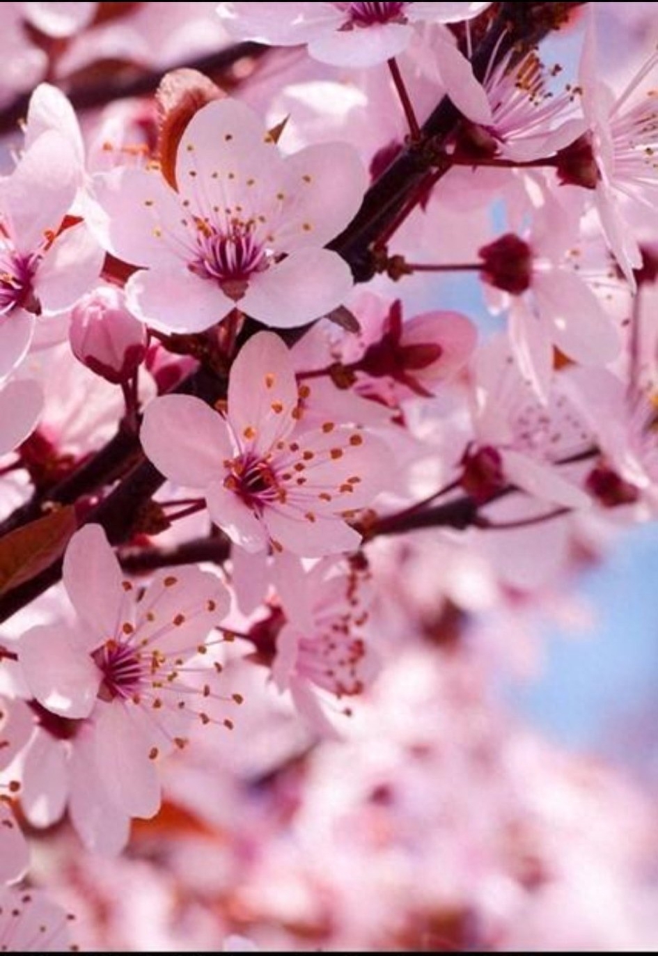 朱自清《春》及  赏析(图3)