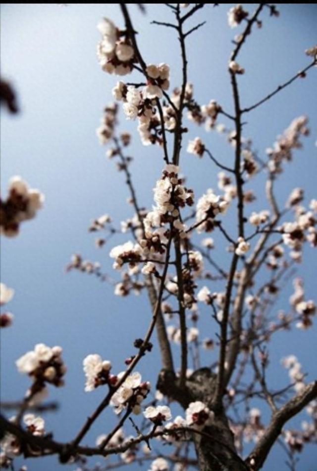 朱自清《春》及  赏析(图6)