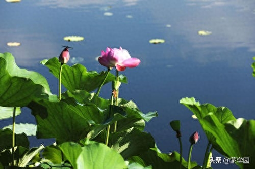 400句 春夏秋冬诗词名句，绝佳的作文积累，收藏起来！(图3)