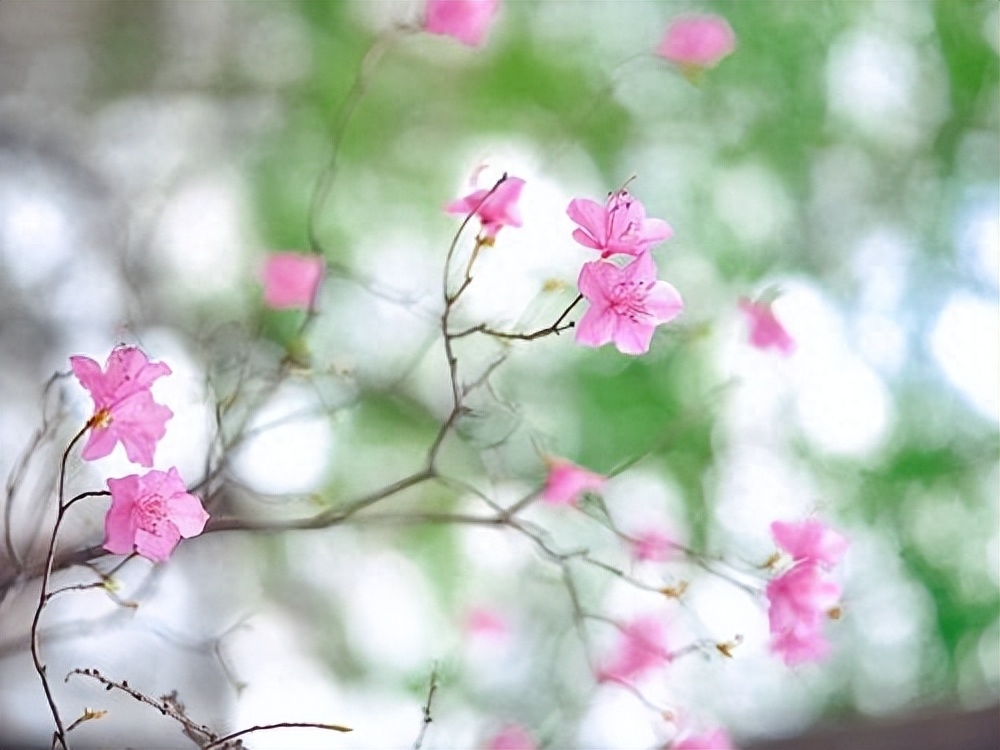 春天励志名言(图1)