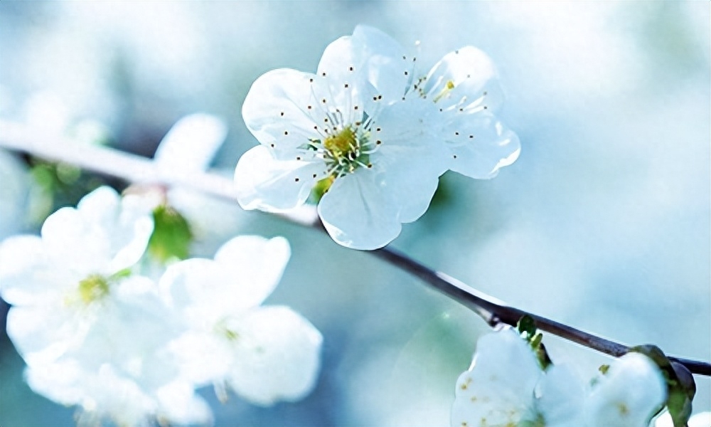 春天励志名言(图4)