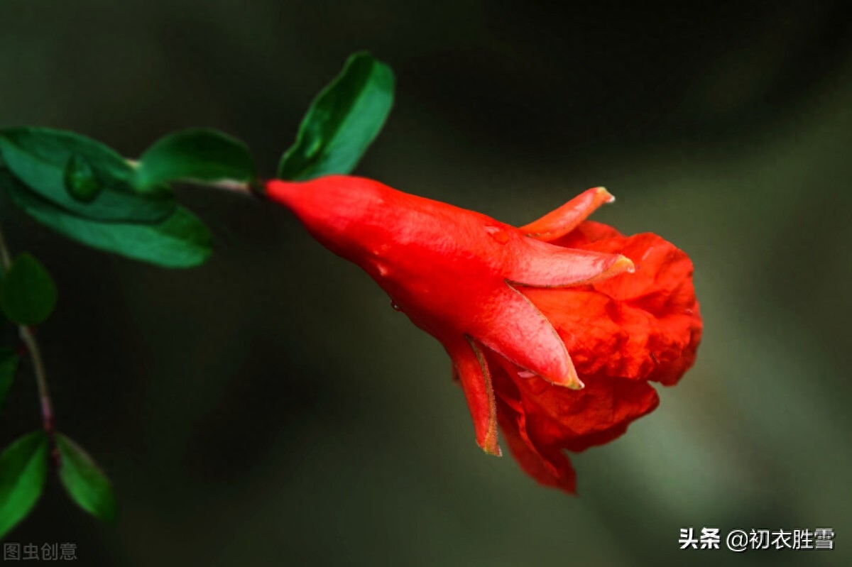 唐诗石榴花酒五首：榴花新酿绿如苔，不劳君劝石榴花(图6)