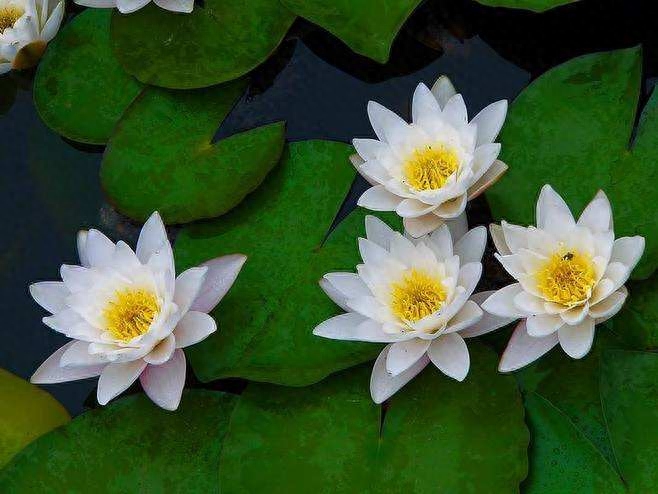 30句为人处世格言，句句正能量，充满人生智慧，值得收藏激励自己(图6)