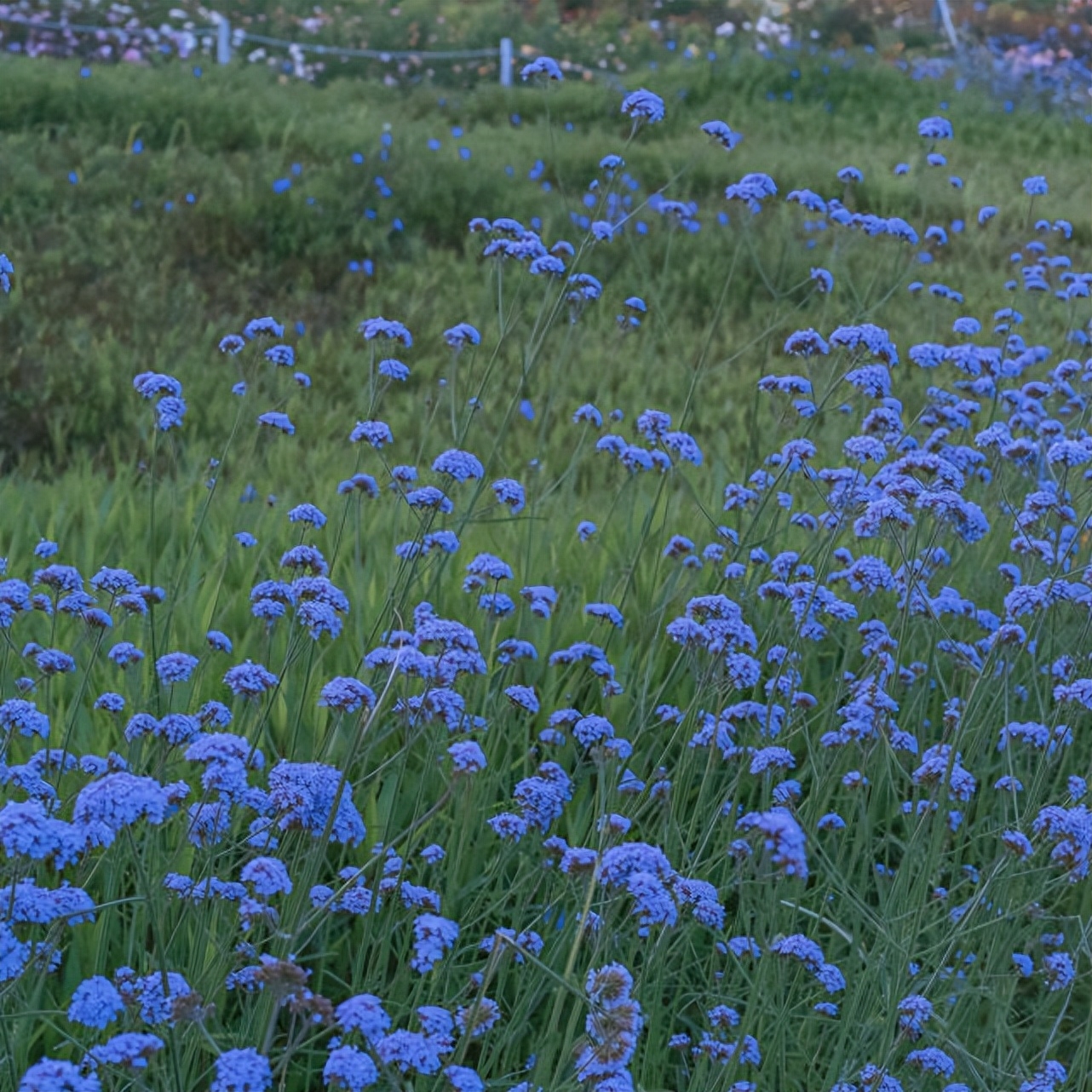 适合当个签的极简风文案短句(图4)