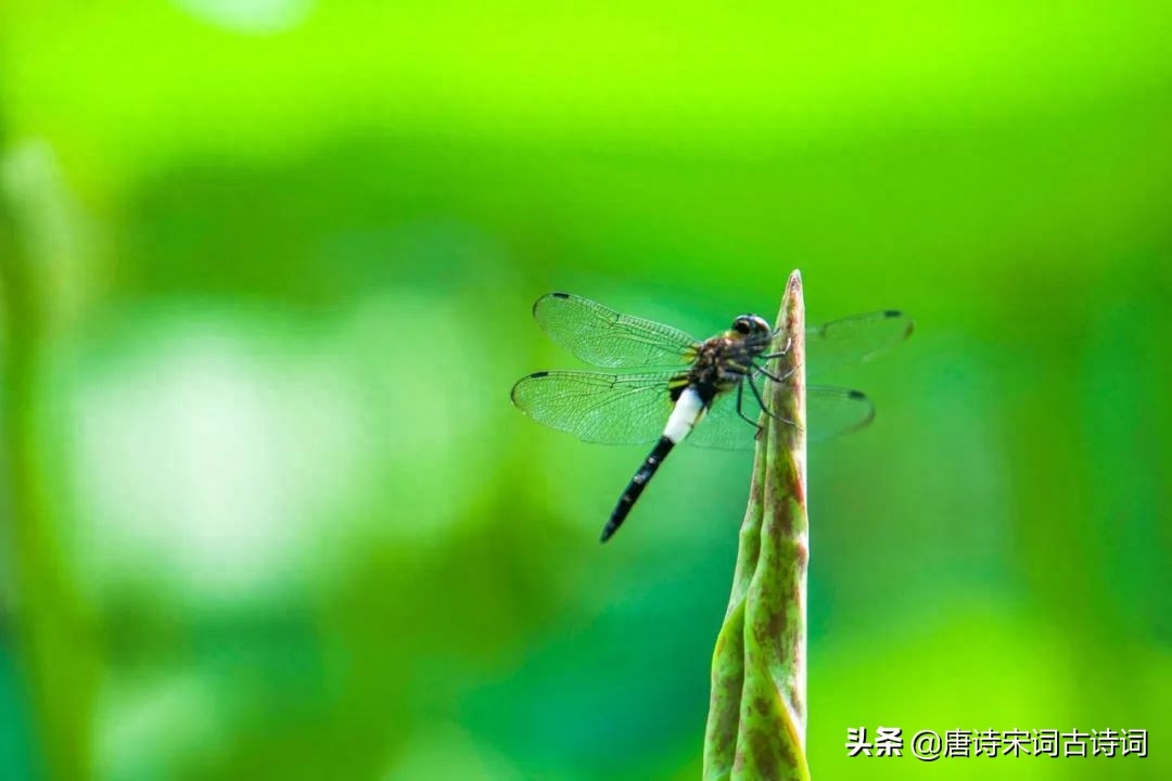 初夏看新荷(图1)